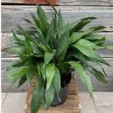 Aspidistra elatior  Milky way vaso 9x13