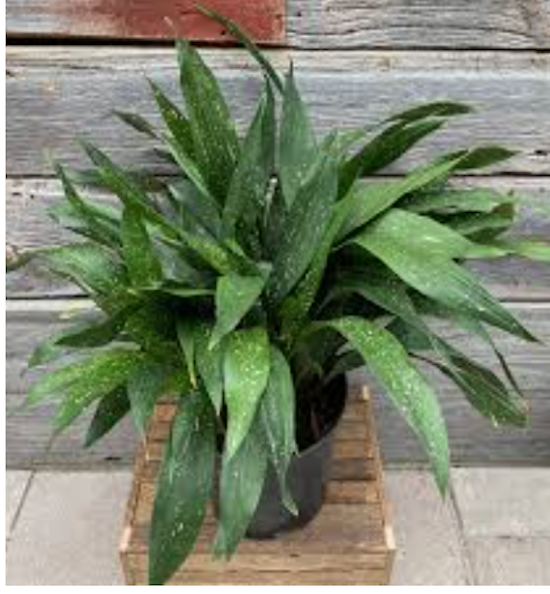 Aspidistra elatior  Milky way vaso 9x13