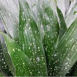 Aspidistra elatior  Milky way vaso 9x13
