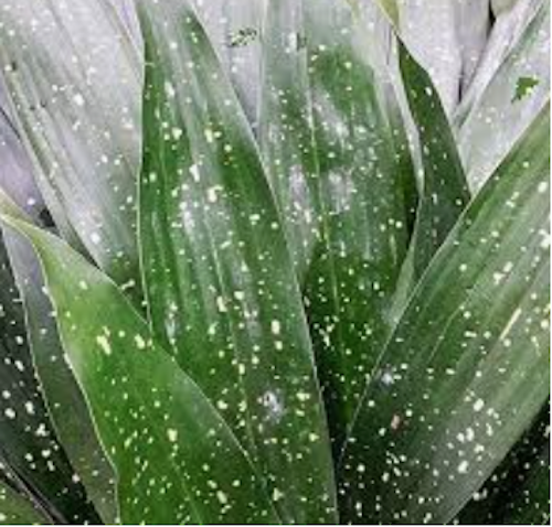 Aspidistra elatior  Milky way vaso 9x13