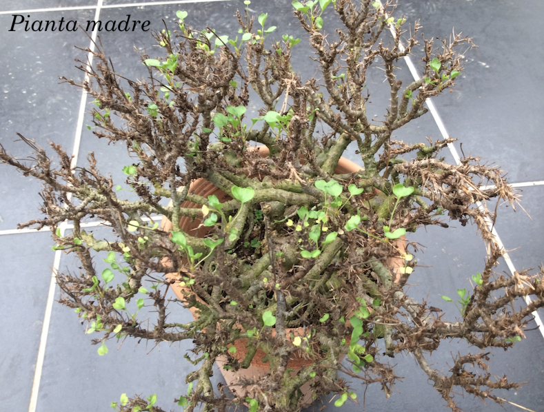 Pelargonium Xerophyton vaso 6 succulento