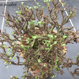 Pelargonium Xerophyton vaso 6 succulento