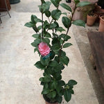 Camelia japonica Mrs. Tingley cm. 60/70