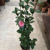 Camelia japonica Mrs. Tingley cm. 60/70