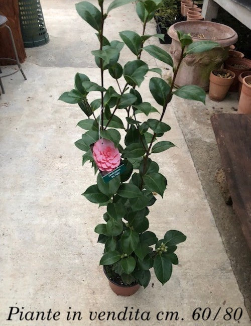Camelia japonica Mrs. Tingley cm. 60/70