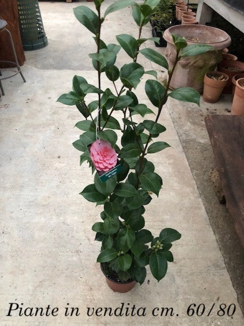 Camelia japonica Mrs. Tingley cm. 60/70