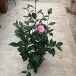 Camelia japonica Nuccio's Pearl  vaso 19