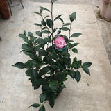 Camelia japonica Nuccio's Pearl  vaso 19