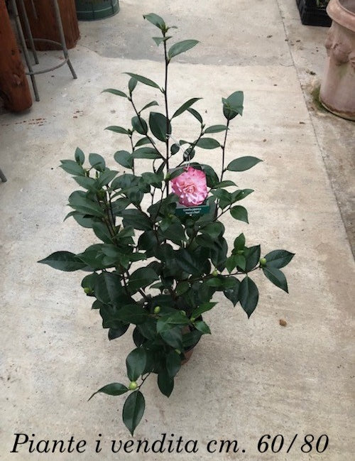 Camelia japonica Nuccio's Pearl  vaso 19