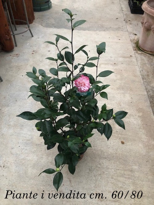 Camelia japonica Nuccio's Pearl  vaso 19