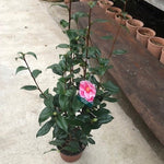 Camelia japonica Oki no Nami vaso 19