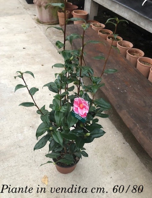 Camelia japonica Oki no Nami vaso 19