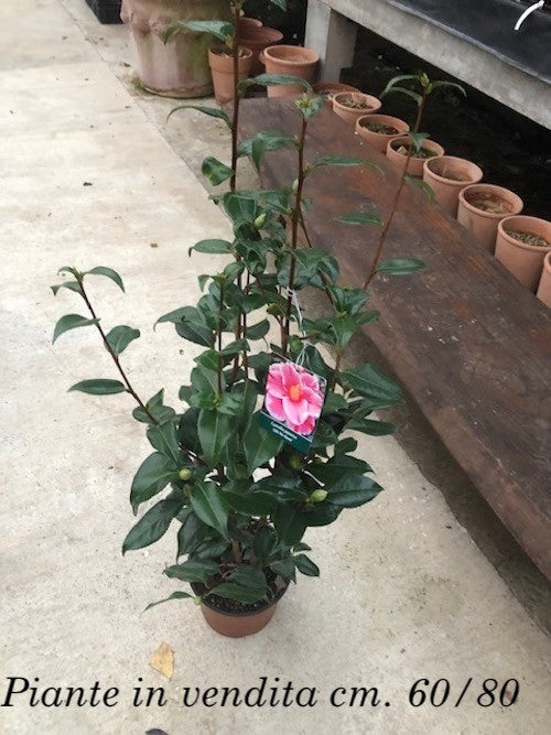 Camelia japonica Oki no Nami vaso 19