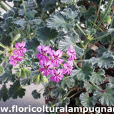 Pelargonium cortusifolium x P. echinatum (Succulento)