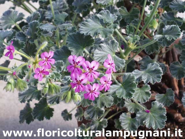 Pelargonium cortusifolium x P. echinatum (Succulento)