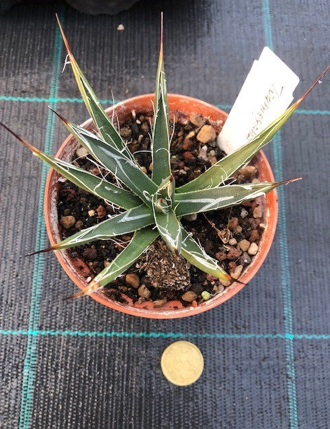 Agave toumeyana cm. 10/12