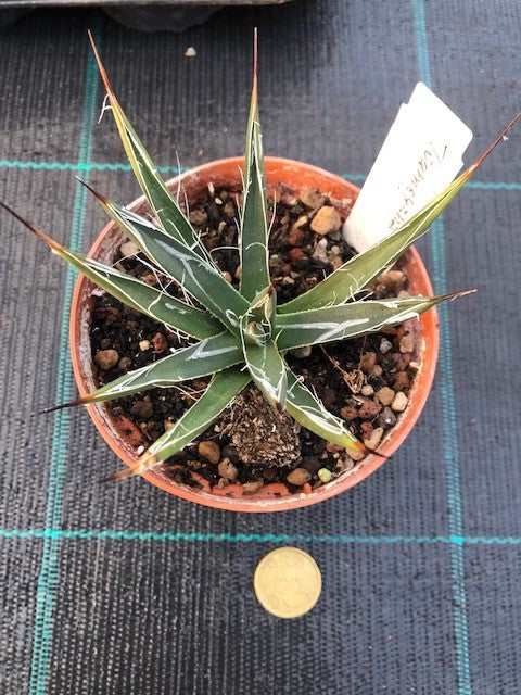 Agave toumeyana cm. 10/12