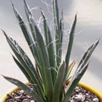Agave toumeyana cm. 10/12