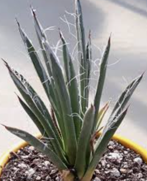 Agave toumeyana cm. 10/12
