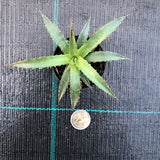 Agave Horrida Perotensis cm. 10