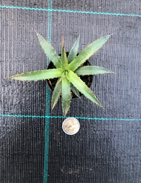 Agave Horrida Perotensis cm. 10