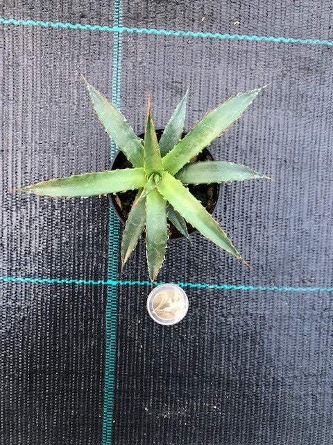 Agave Horrida Perotensis cm. 10