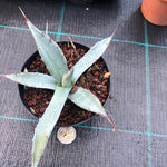 Agave Asperrima Zarcensis cm.18/20 resistenza -15°