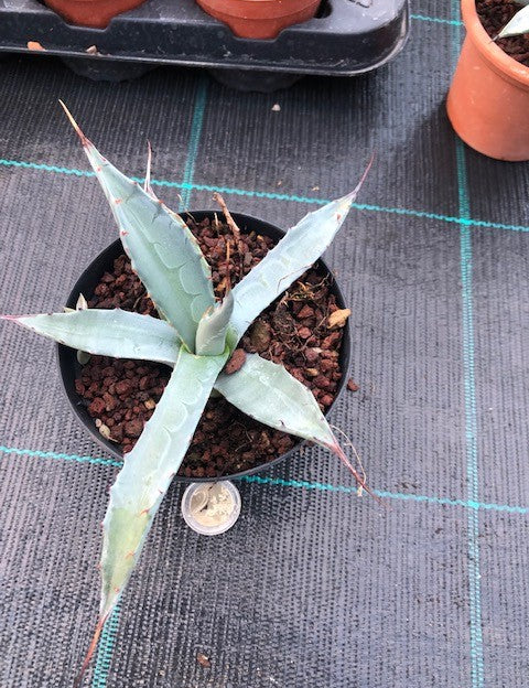 Agave Asperrima Zarcensis cm.18/20 resistenza -15°