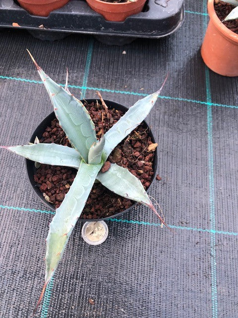 Agave Asperrima Zarcensis cm.18/20 resistenza -15°