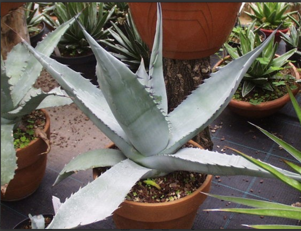 Agave Asperrima Zarcensis cm.18/20 resistenza -15°