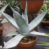 Agave Asperrima Zarcensis cm.18/20 resistenza -15°