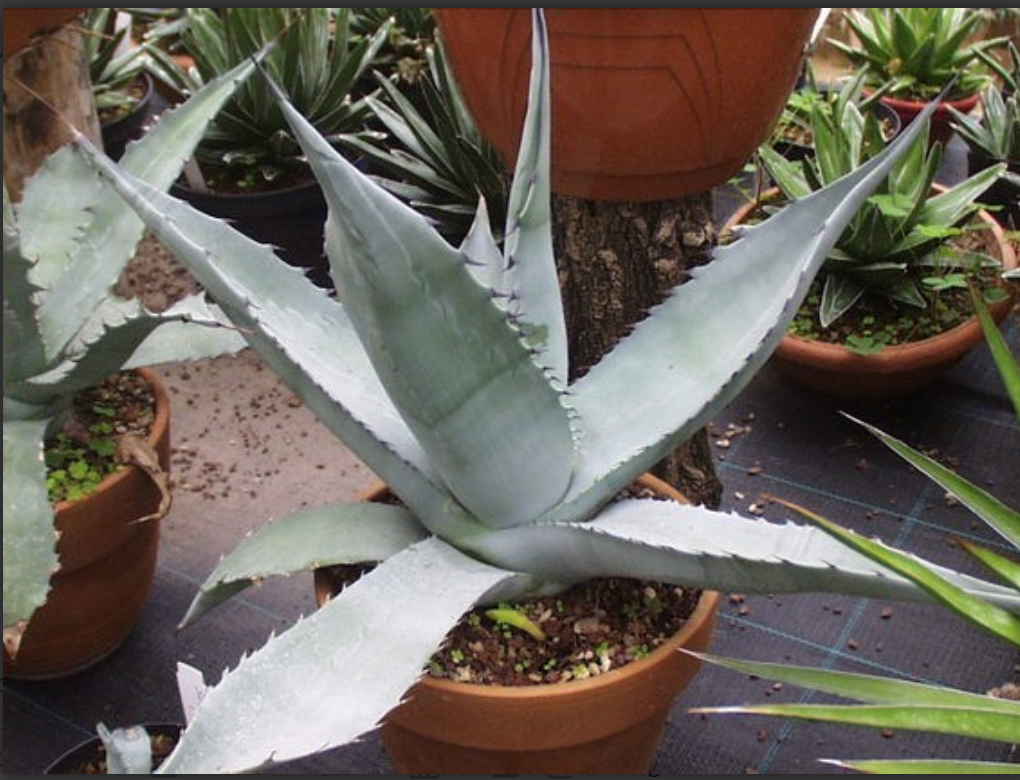 Agave Asperrima Zarcensis cm.18/20 resistenza -15°