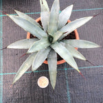 Agave Macroacantha