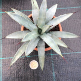 Agave Macroacantha
