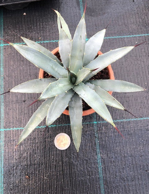 Agave Macroacantha