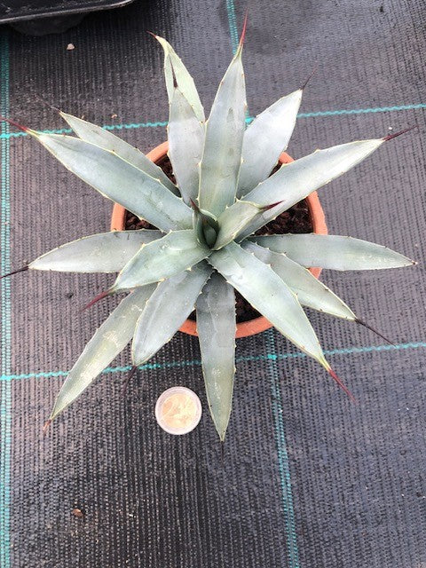 Agave Macroacantha