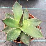 Agave Horrida Cojamulco resistenza -10°