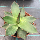 Agave Horrida Cojamulco resistenza -10°