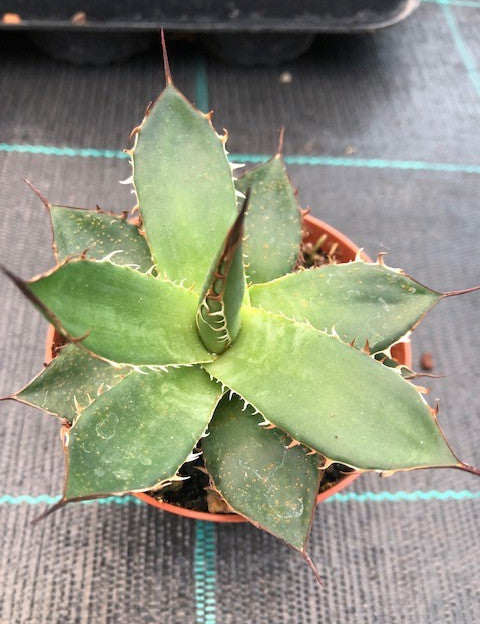 Agave Horrida Cojamulco resistenza -10°