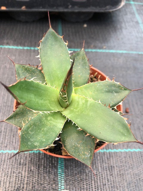 Agave Horrida Cojamulco resistenza -10°