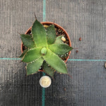 Agave Horrida Cojamulco resistenza -10°