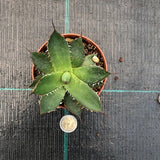 Agave Horrida Cojamulco resistenza -10°