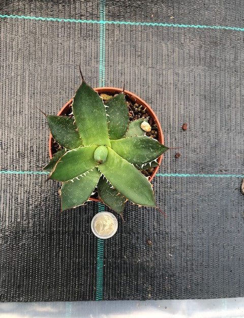 Agave Horrida Cojamulco resistenza -10°
