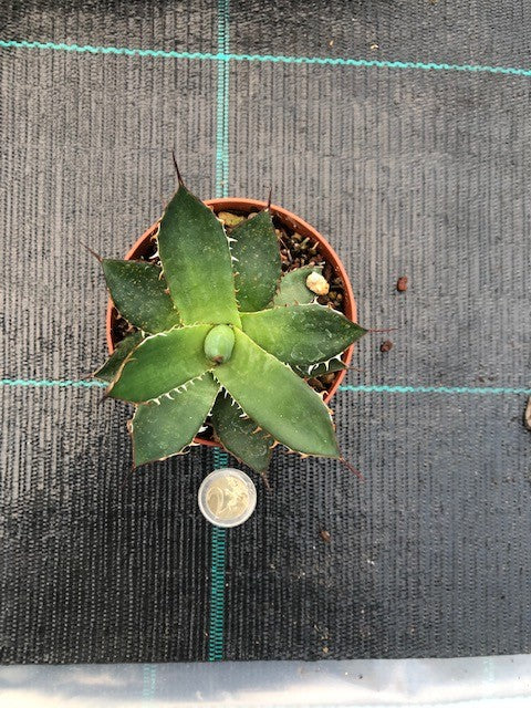Agave Horrida Cojamulco resistenza -10°