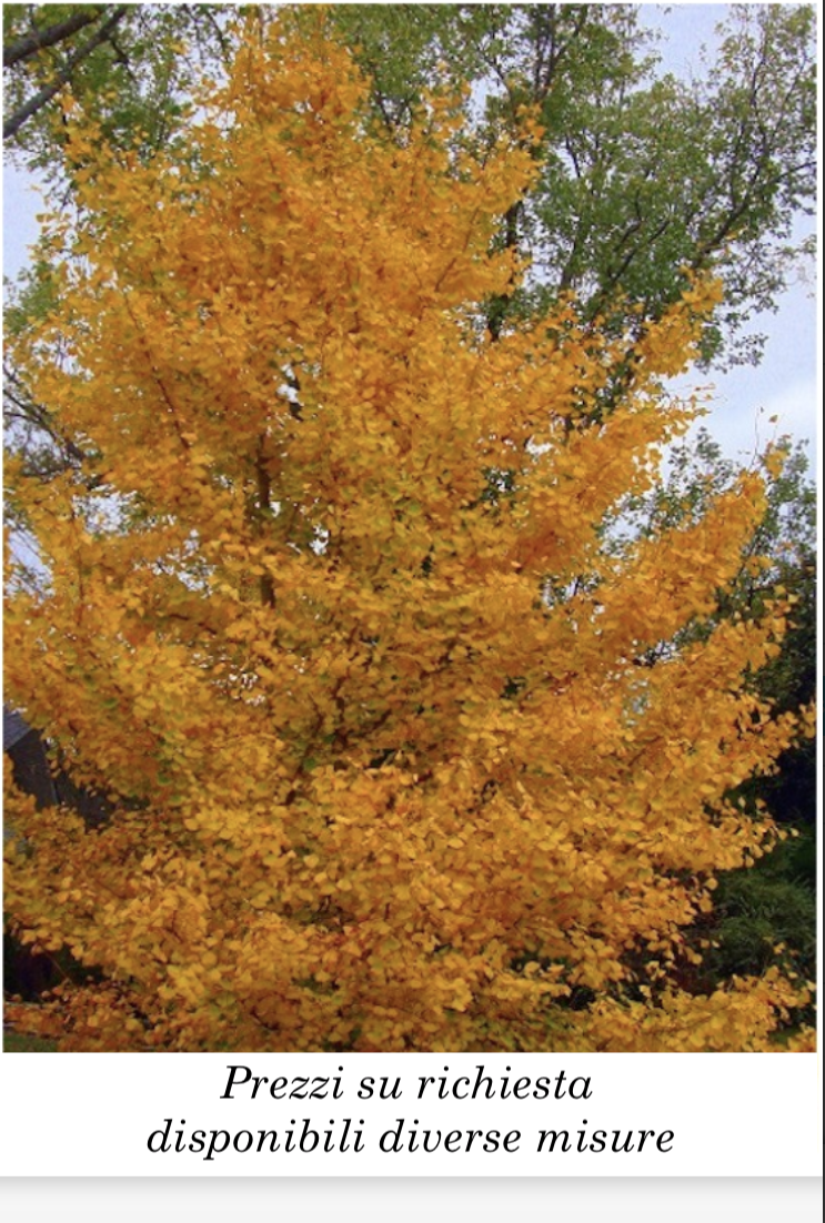 Ginkgo Biloba vaso 9 adatto per bonsai
