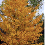 Ginkgo Biloba vaso 9 adatto per bonsai