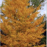 Ginkgo Biloba vaso 9 adatto per bonsai