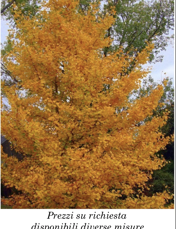 Ginkgo Biloba vaso 9 adatto per bonsai