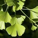 Ginkgo Biloba vaso 9 adatto per bonsai