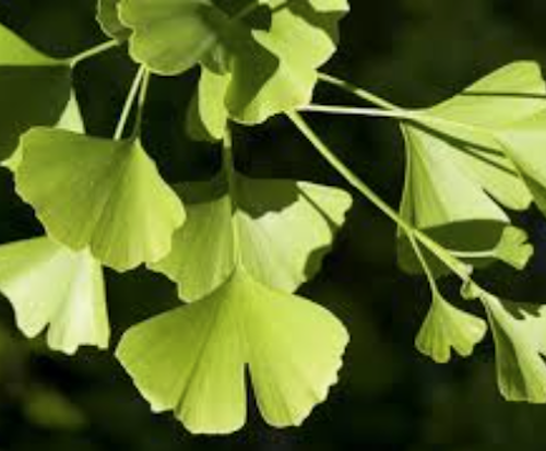 Ginkgo Biloba vaso 9 adatto per bonsai